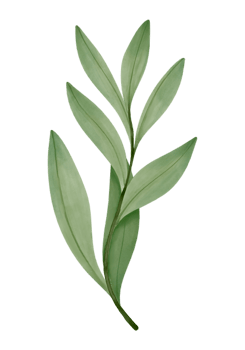 Watercolor Plants Illustration png