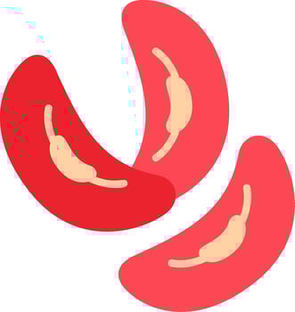 Kidney Bean Vector Icon