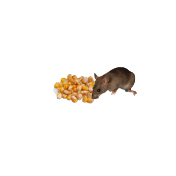 Field flies mouse with corn png