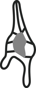 Ceratium Dinoflagellate Vector Icon