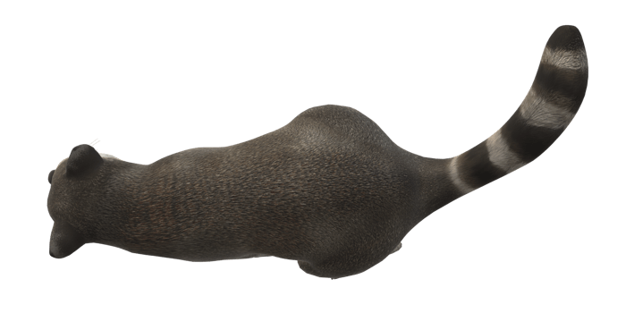 Raccoon isolated on a Transparent Background png