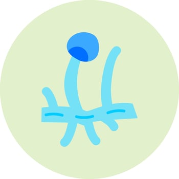 rhizopus Vector Icon