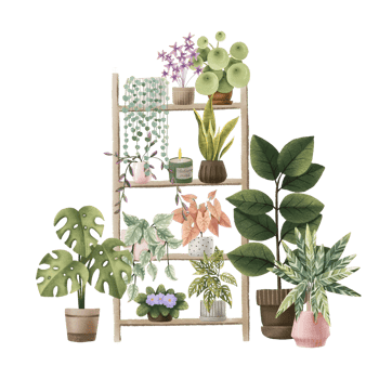 Wooden shelf with house plants in plant pots. Potted plants growing on wooden shelves at home. Home interior. Modern room decor. Home garden concept. Still life with plants png
