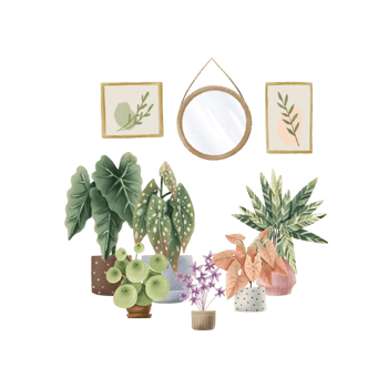 Interior with house plants, paintings and mirrors. Allocasia, begonia maculata, peperomia, syngonium, calathea, oxalis. Cute hand drawn illustration. Scandinavian style png