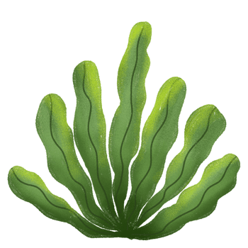 a green plant with leaves on it png