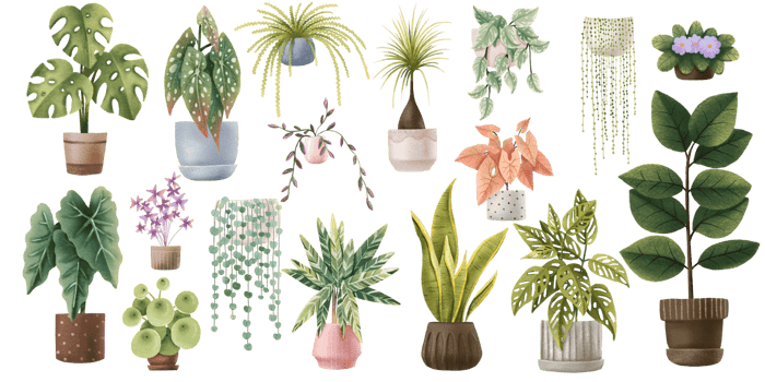 Houseplants isolated elements. Hand painted clipart with tropical potted flowers and plants. Trendy home decor. Watercolor house greenery. Set of floral elements isolated on whit png