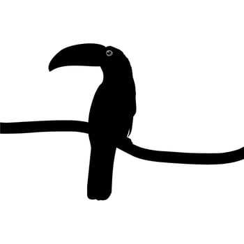 Toucans are Neotropical members of the near passerine bird family Ramphastidae. The Ramphastidae are most closely related to the American barbets, Bird Silhouette. Vector Illustration
