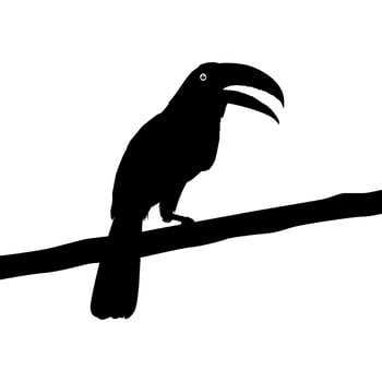 Toucans are Neotropical members of the near passerine bird family Ramphastidae. The Ramphastidae are most closely related to the American barbets, Bird Silhouette. Vector Illustration