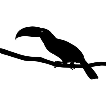 Toucans are Neotropical members of the near passerine bird family Ramphastidae. The Ramphastidae are most closely related to the American barbets, Bird Silhouette. Vector Illustration