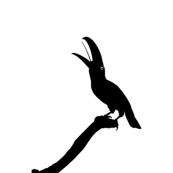 Toucans are Neotropical members of the near passerine bird family Ramphastidae. The Ramphastidae are most closely related to the American barbets, Bird Silhouette. Vector Illustration