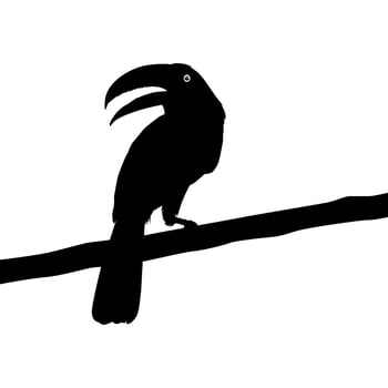 Toucans are Neotropical members of the near passerine bird family Ramphastidae. The Ramphastidae are most closely related to the American barbets, Bird Silhouette. Vector Illustration