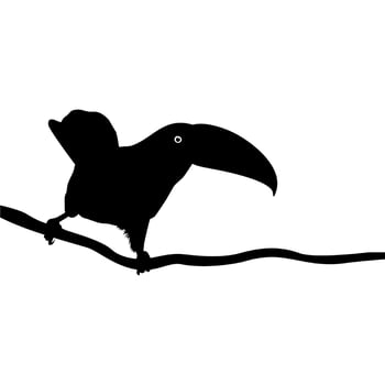 Toucans are Neotropical members of the near passerine bird family Ramphastidae. The Ramphastidae are most closely related to the American barbets, Bird Silhouette. Vector Illustration