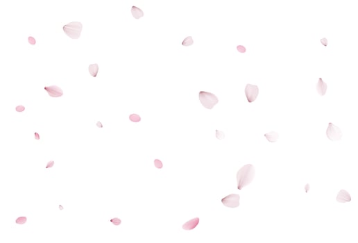Sakura petals. Realistic vector illustration.