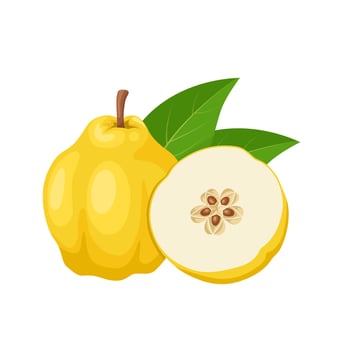 Vector illustration, quince fruit or Cydonia oblonga, isolated on white background.