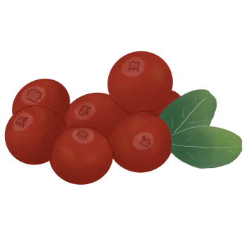 cranberries with leaves png