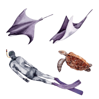 Collection of underwater snorkelling adventure including manta rays, turtle and a free diver. Hand drawn watercolor illustrations. Isolated elements for holiday cards, invitation and ocean designs. png