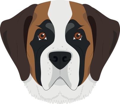 Saint Bernard dog isolated on white background vector illustration