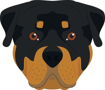 Rottweiler dog isolated on white background vector illustration