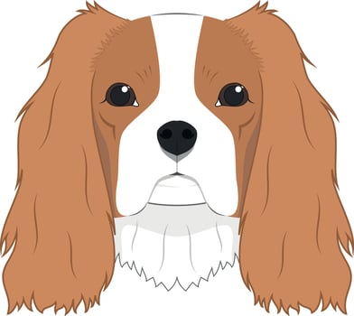 Cavalier King Charles Spaniel dog isolated on white background vector illustration