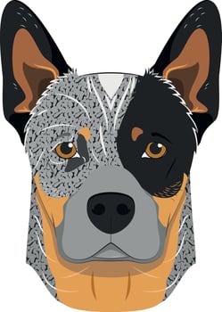 Australian Cattle dog isolated on white background vector illustration
