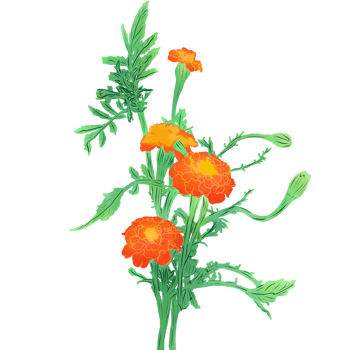 bouquet of chrysanthemums png