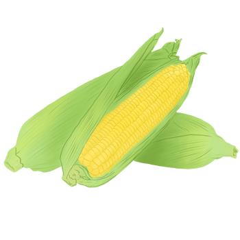 corn on the cob png