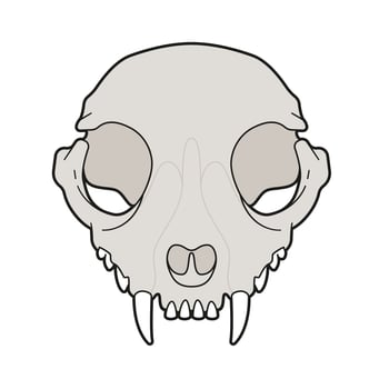 Isolated vector cat skull illustration.