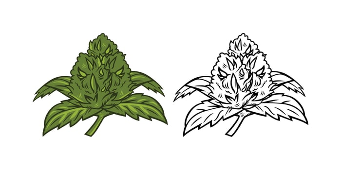 Cannabis Flower Illustration vector