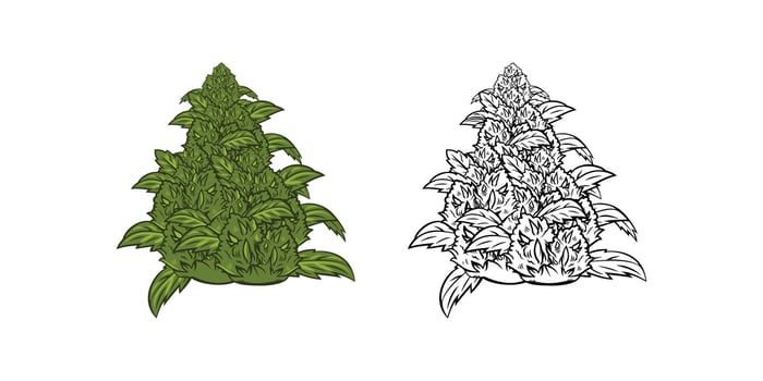 Cannabis Flower Illustration vector