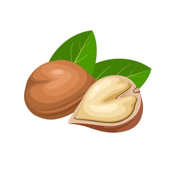 Vector illustration, Japanese walnut, scientific name, Juglans ailantifolia, isolated on white background.