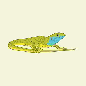 Green Lizard Vector Illustration