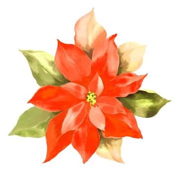Watercolor Christmas poinsettia flower. Hand drawn illustration isolatedon white background. vector