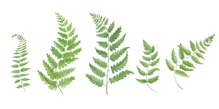 Watercolor floral set with ferns. Hand drawn illustration isolated on white background. vector