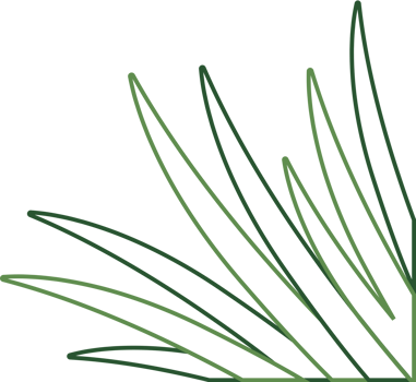 Hand Drawn Outline Plant Corner Border Transparent PNG