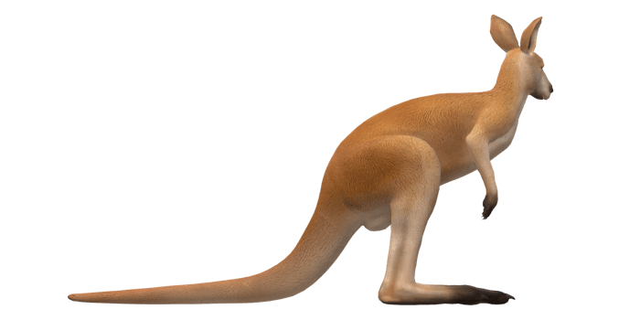 Kangaroo isolated on a Transparent Background png