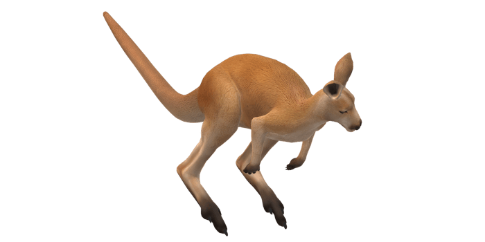 Kangaroo isolated on a Transparent Background png