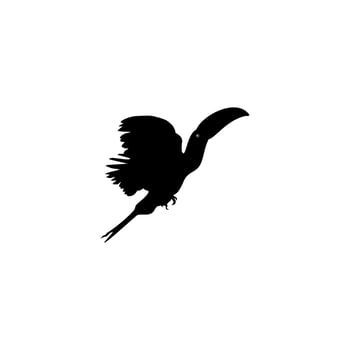 Flying Toucans. Toucans are Neotropical members of the near passerine bird family Ramphastidae. The Ramphastidae are most closely related to the American barbets, Bird Silhouette. Vector Illustration