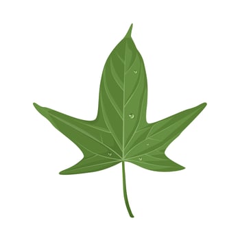 Vector illustration, fresh sweet potato leaves, as a healthy vegetable, isolated on white background.