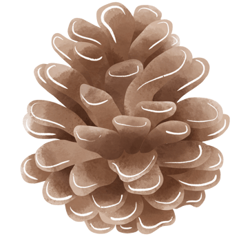 Watercolor Pine cone element hand drawn illustration png