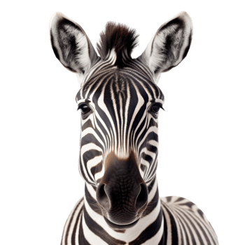 Zebra Face Shot, AI Generative png