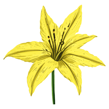 Lily  Flower Yellow AI Generative png