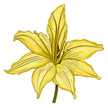 Lily  Flower Yellow AI Generative png