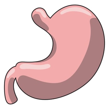 Human stomach. Internal organ, anatomy. Vector cartoon flat icon illustration
