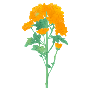 flower of marigold png