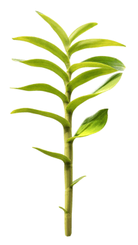 Orchid green leaf png