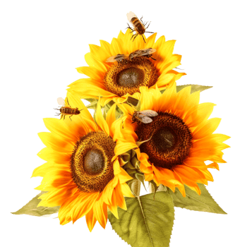 Cut flowers Common sunflower Sunflower seed Transvaal daisy, Generative Ai png