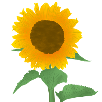 Colorful sunflower illustration png
