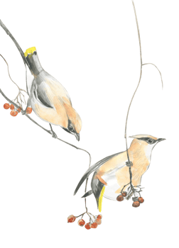 Watercolor drawing of two wintering birds sparrows on a branch png