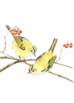 Watercolor drawing of two golden crowned kinglet on a branch png