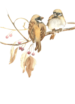 Watercolor drawing of two wintering birds sparrows on a branch png